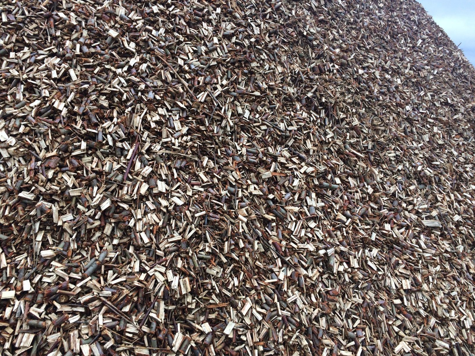 Замість дорогого газу. Як верба може врятувати громади від холоду взимку